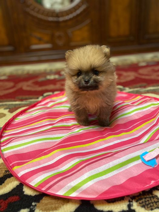 Продам щенка шпитц