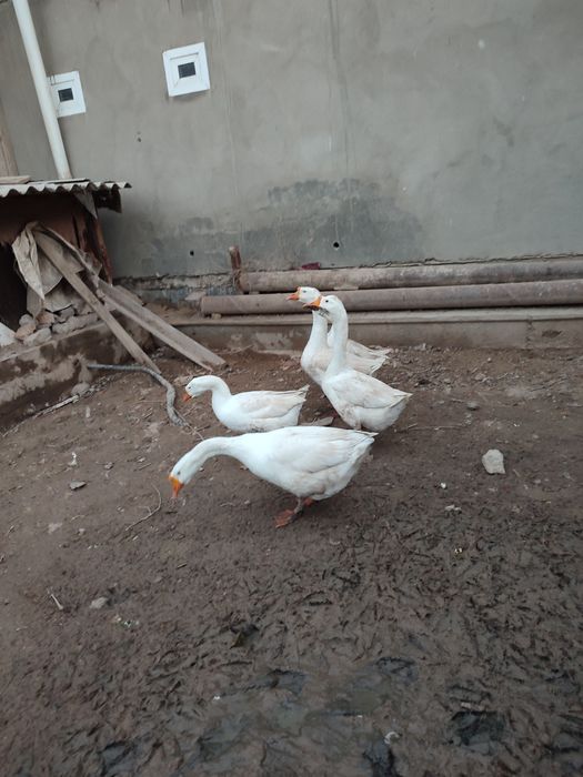 Гоз ва гозди тухмлари сотилади