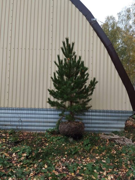 Клен сосна Ель тополь вязь берёза липа