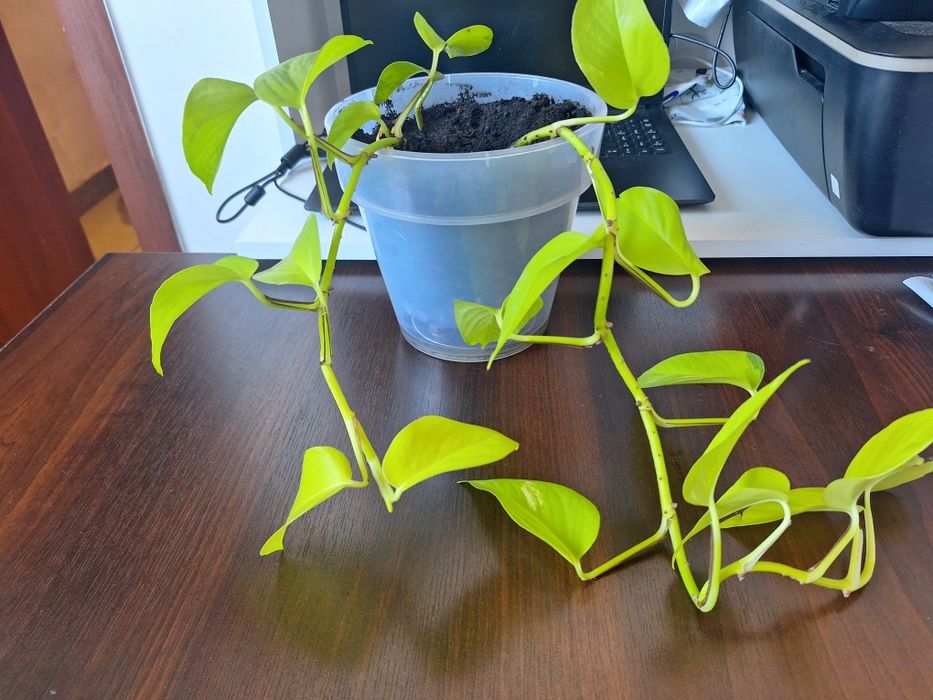 Продам цветок эпипремнум неон