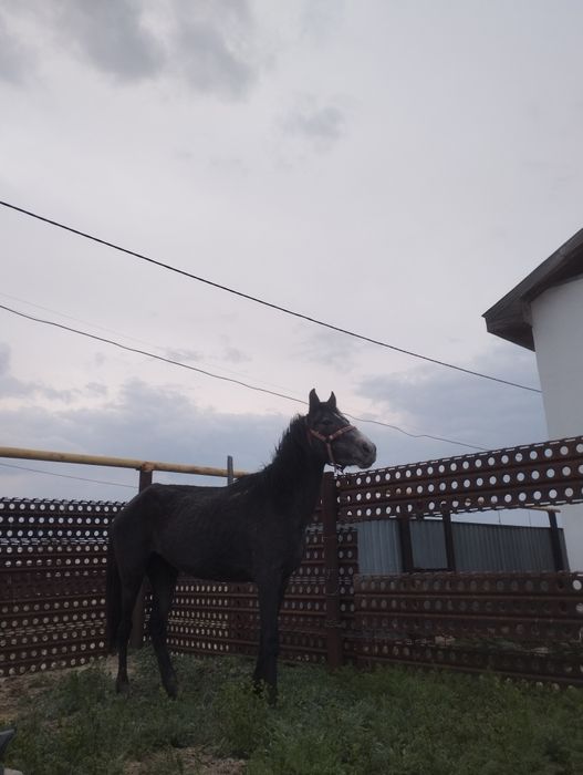 Жылқы сатылады. Тұқымы жабы