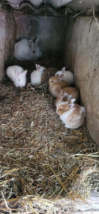 Mascul iepuras cap de leu pitic