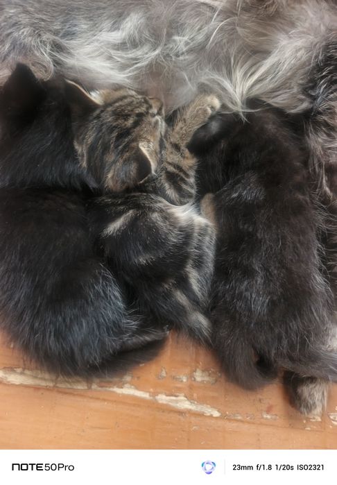 Mushuklar bepulga faqat boqadigan insonga beriladi( отдам даром)