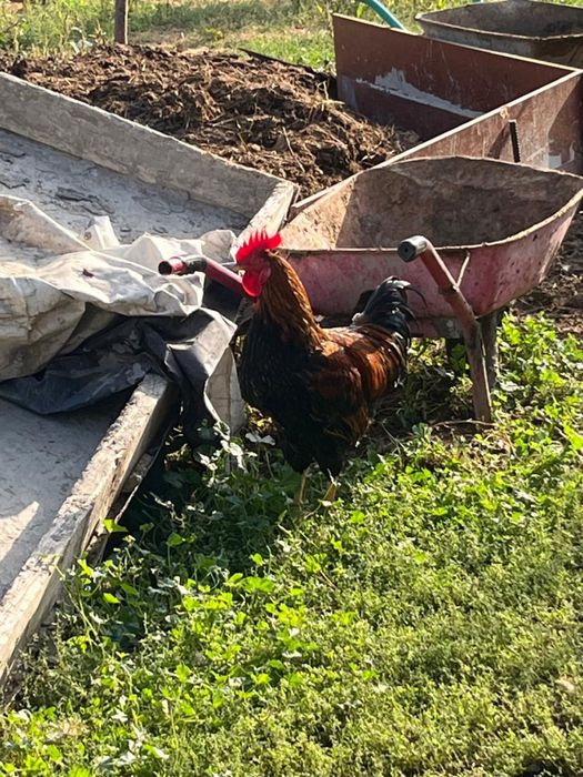 Продам молодых петухов