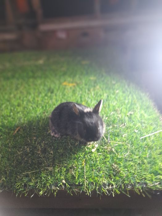 Карлик чёрный агнени ва галубой агнени  аргинал