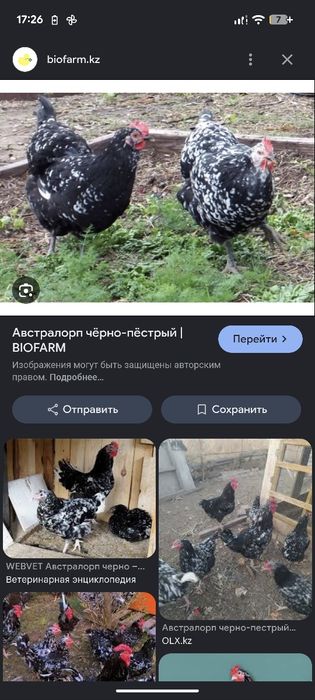 Австролорп  черный пестрые