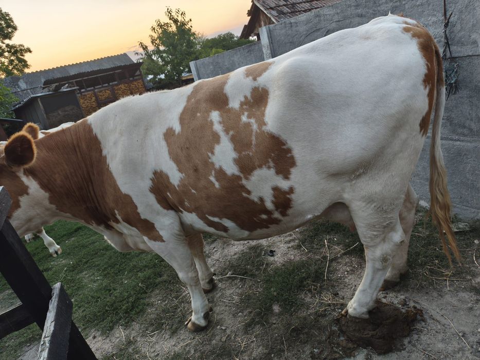 Vacă Bălata românească
