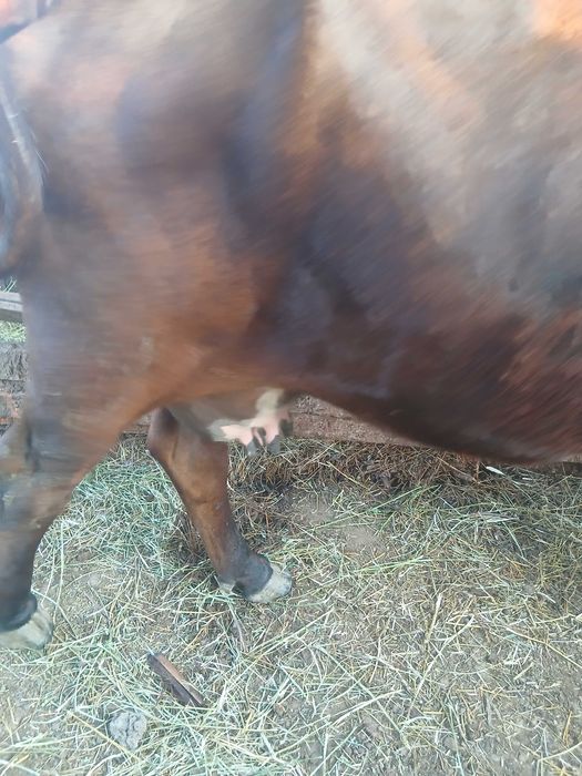 Vaca de  vanzare