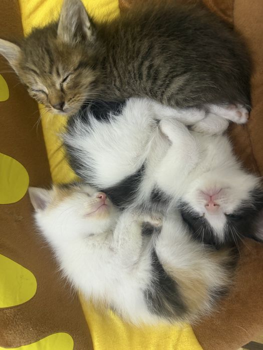 Отдам котят в хорошие руки, оплачу стерилизацию ( кастрацию) по взр.