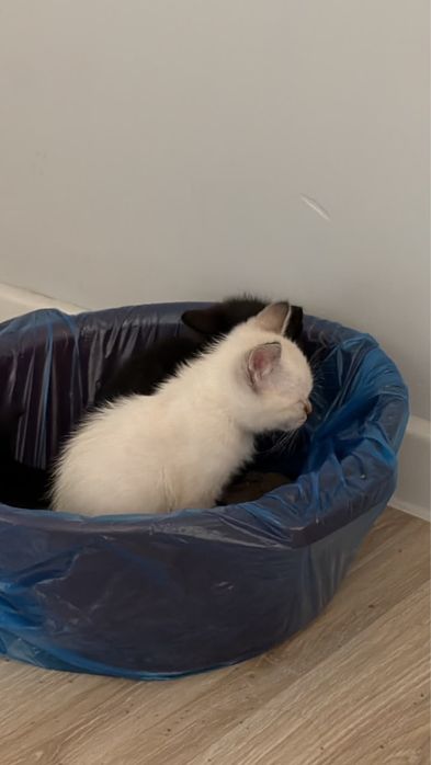 Две кошки мальчик