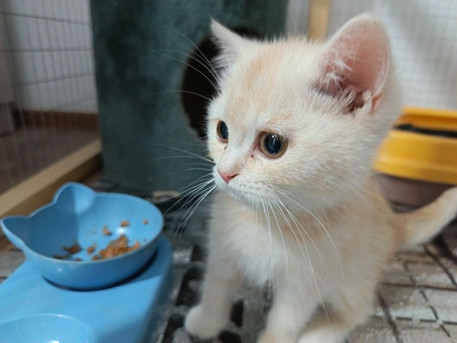 Mushuk 4oylik o'g'il bola shinshila