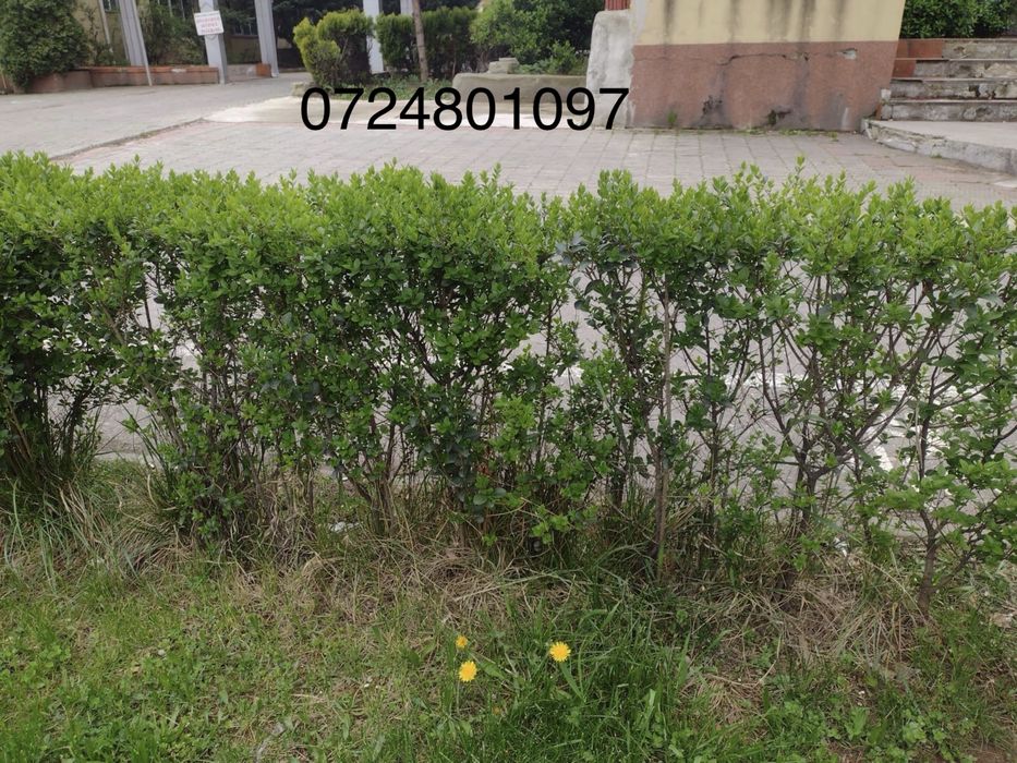 Vând Gard Viu/Lemn Câinesc