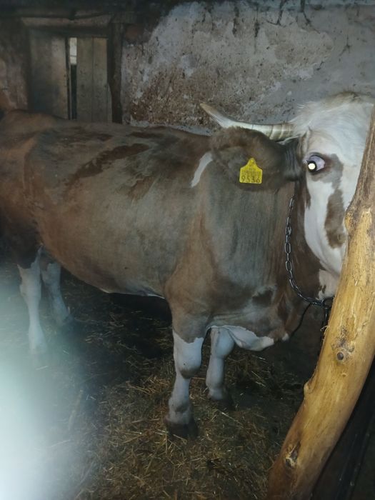 Vând vacă bălțată