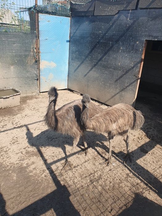 Emu de vânzare  la 5 luni