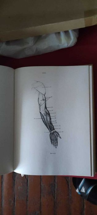 Ёне Барчаи "Анатомия для художников"