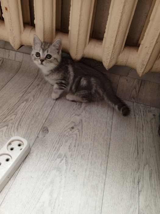 Шотланский котёнок девочка