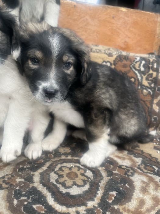 Отдам щенят в хорошие руки