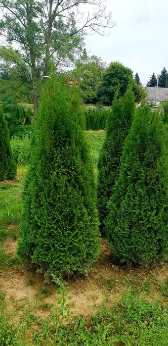 Tuia smaragd de mai multe dimensiuni