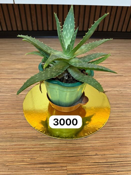 Продам комнатные цветы