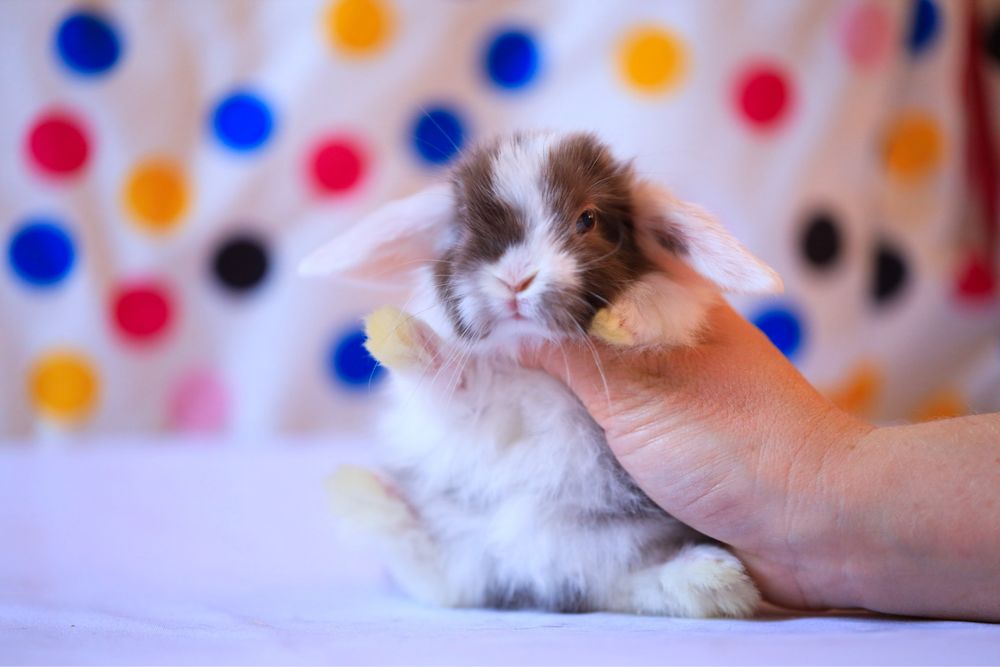 Белые кролики из питомника