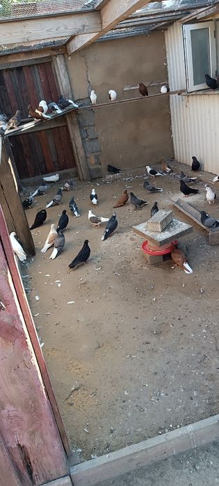 Красивая птица .