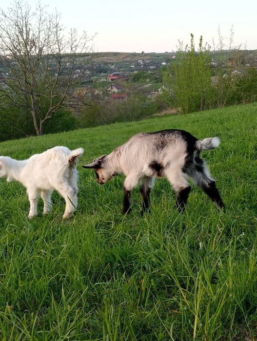 De vânzare capra la a .2 . fătare