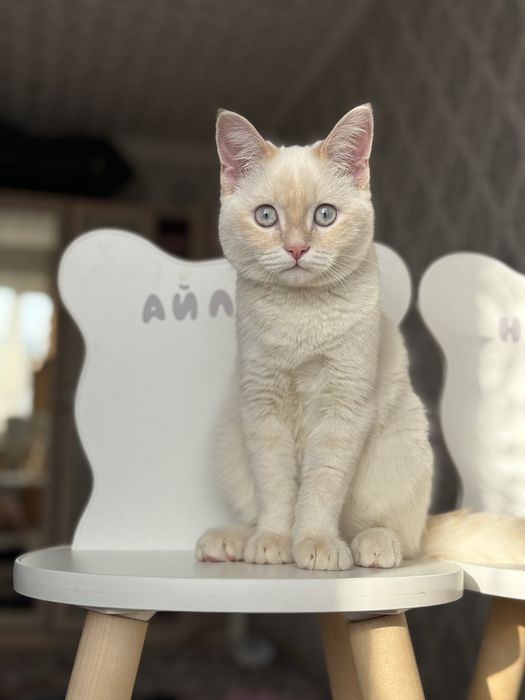 Вязка кот белый скоттиш страйт