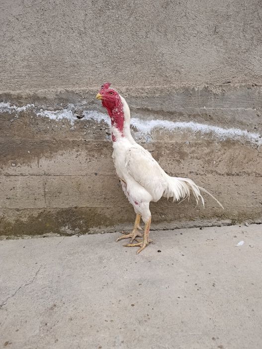 Продам китайца кровь отличный