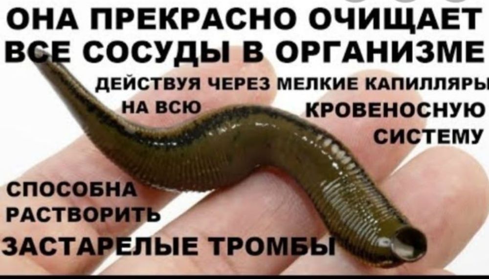 Сүлік одноразовый