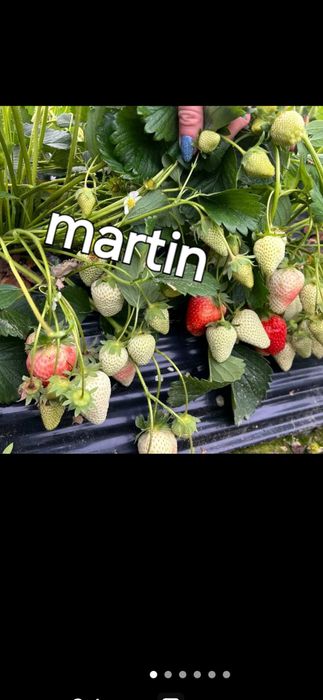 Разсад ягоди и малини