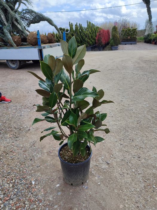 Magnolia grandiflora veșnic verde