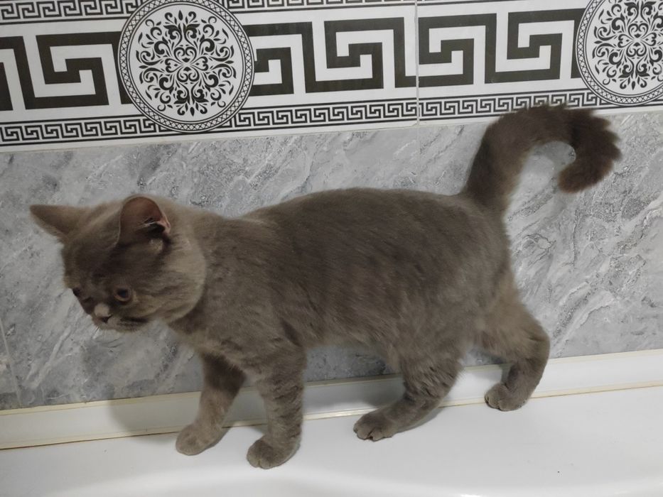 Скотиш страйт  сотилади