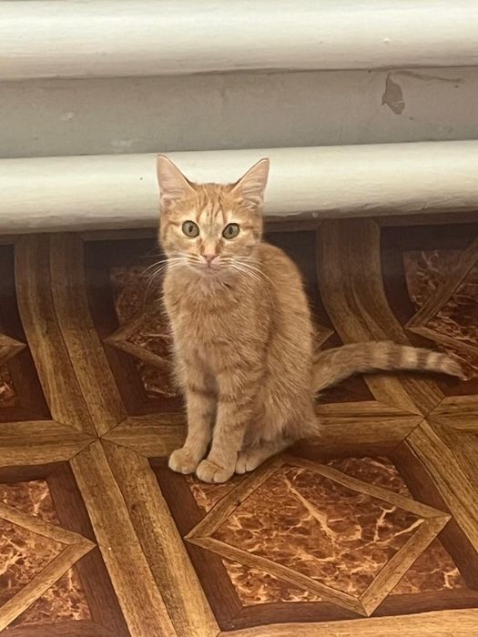 Отдам кошек в хорошие руки
