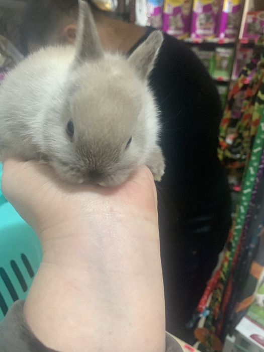 Кролик декоративный