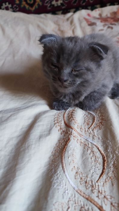 Отдам котят красивых мальчик и девочка