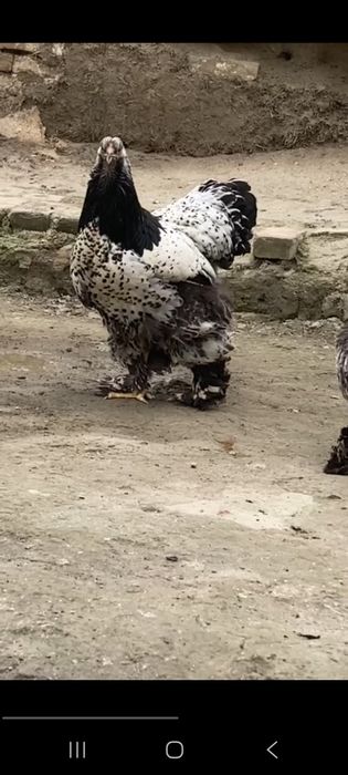 Brama 1+4 Sotiladi bir joyga