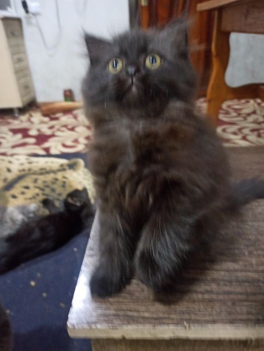 котята девочки здоровые от правильной вязки