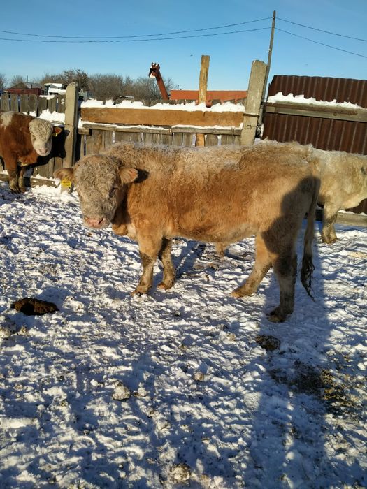 КРС. Продам 5 быков