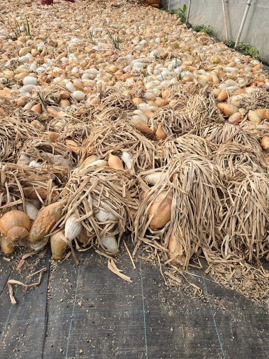 Ceapa de apa galbena si alba