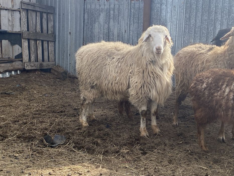 Продам баран кошкар