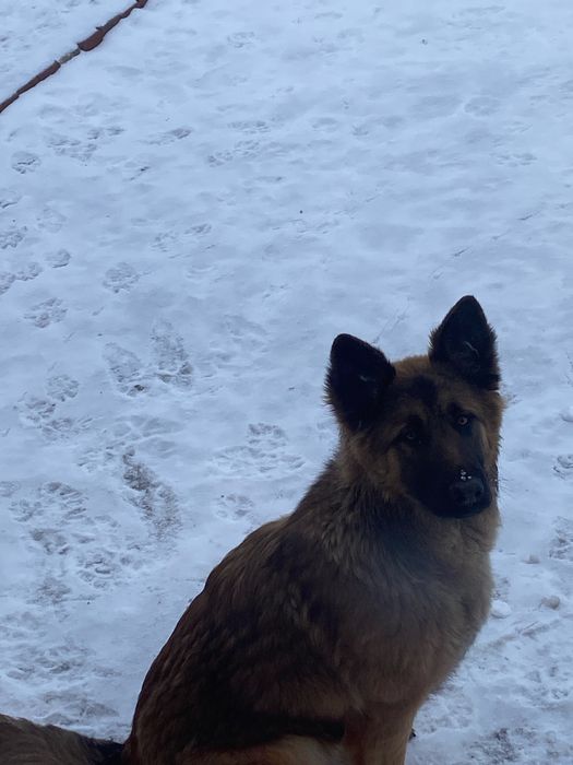 Бельгиский овчарка сатылады