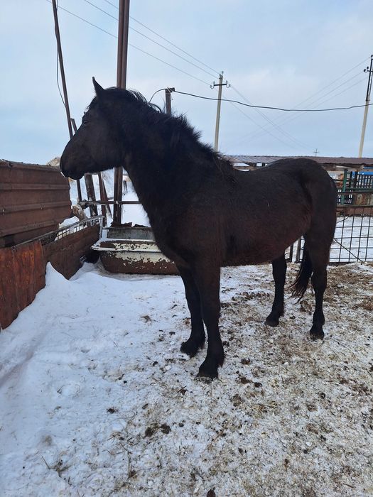 Продам жеребца полутяж.