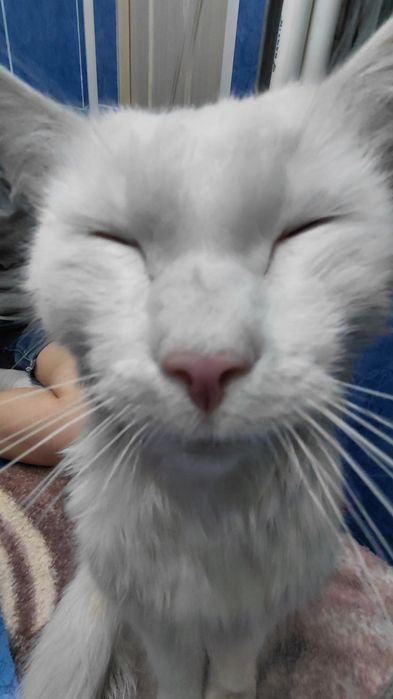 Отдам кота в добрые руки