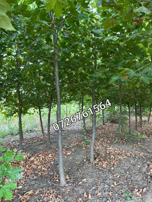 Mesteacăn  cu coaja alba Tei Catalpa Platan