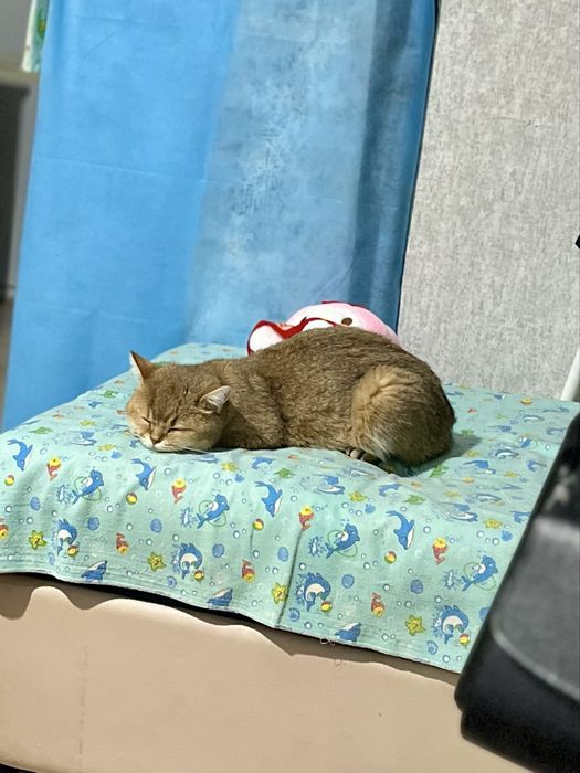 Отдам в добрые руки