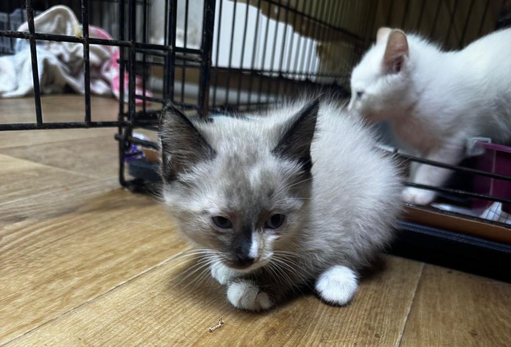 Дарю красивых котят