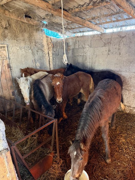 Жабағылар сатылады!