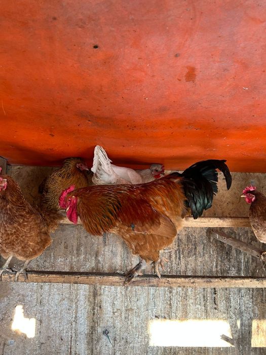 Продается Продается  Петух