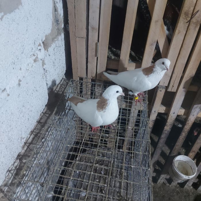 Желташейки пара гатовый