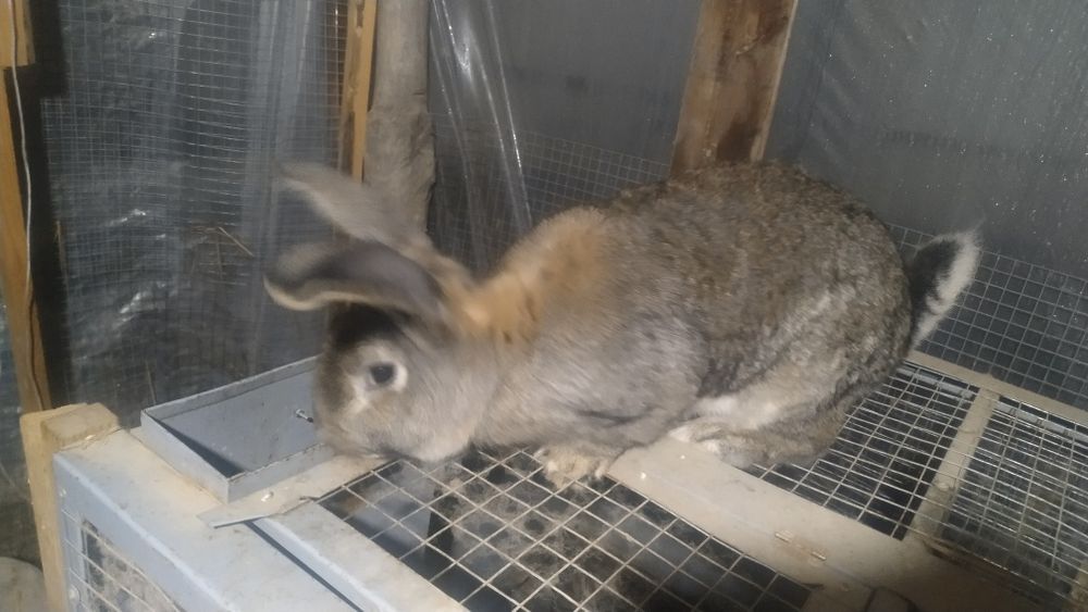 Quyon va quyon bolalari sotiladi